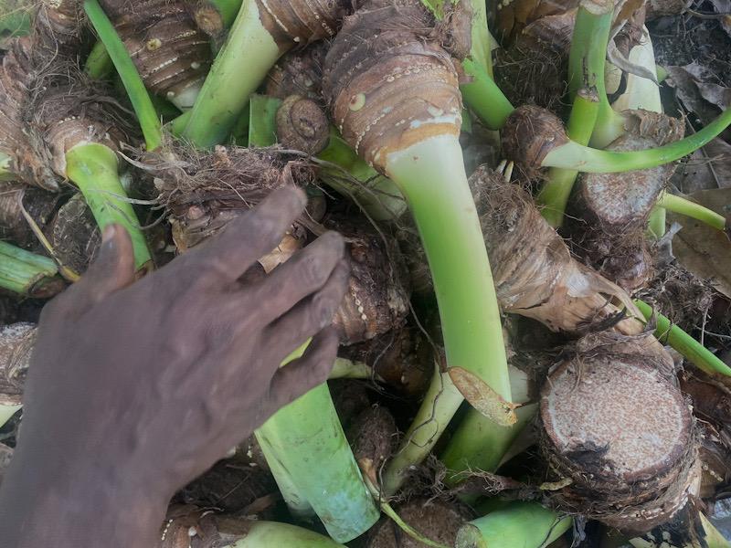 Cameroun: « sans plan, l'agriculteur avance à l'aveugle »