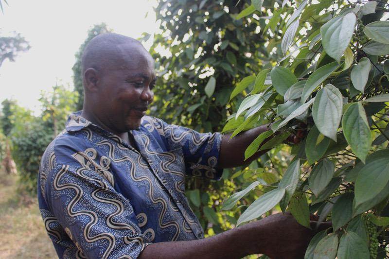 Au Cameroun, la longue marche vers le poivre blanc