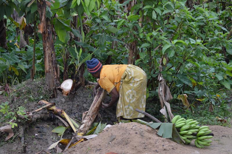« Que la mort me délivre de cette souffrance » : la longue agonie des agricultrices atteintes du cancer à l'Ouest du Cameroun