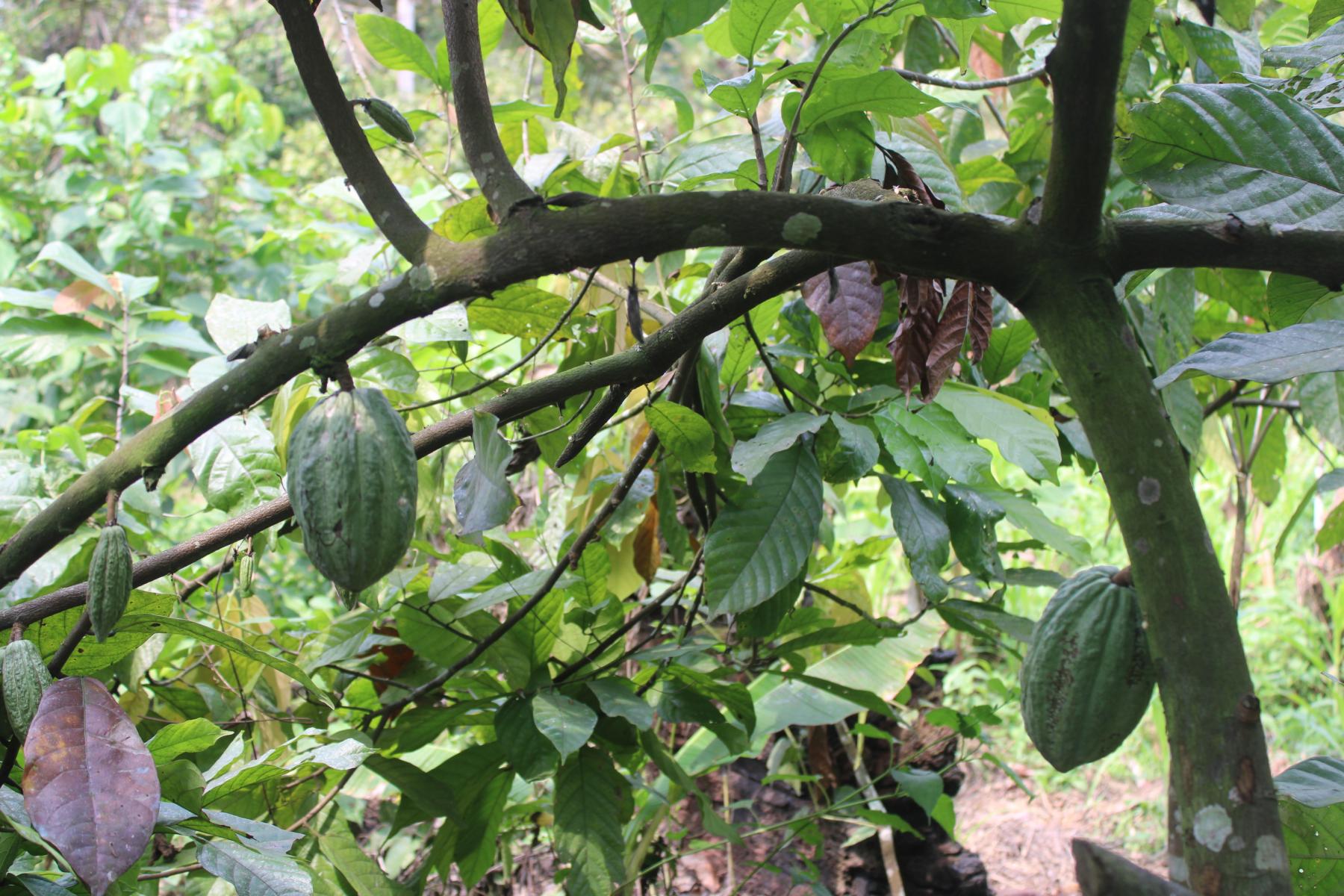 A cocoa farm in Cameroon. Photo: Josiane Kouagheu/ Agripreneurs d&rsquo;Afrique 