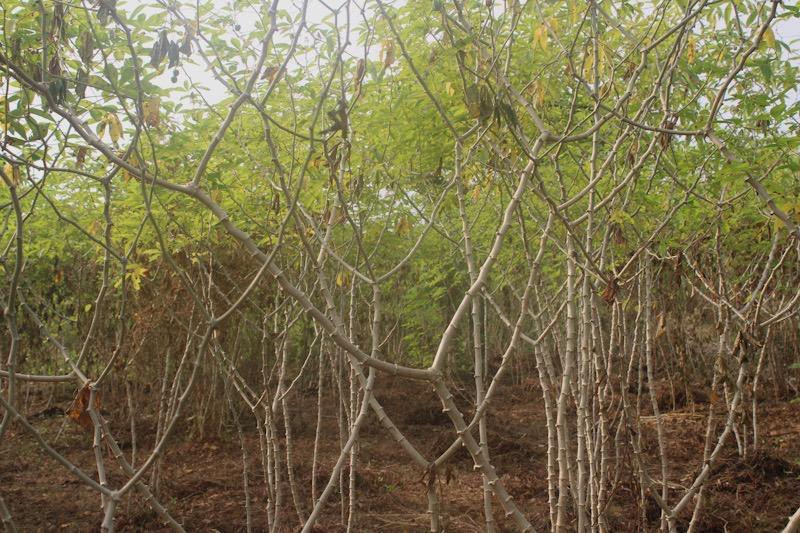 Un champ de manioc &agrave; Mbanga, dans le Moungo, r&eacute;gion du Littoral. Photo: Josiane Kouagheu/ Agripreneurs d'Afrique 