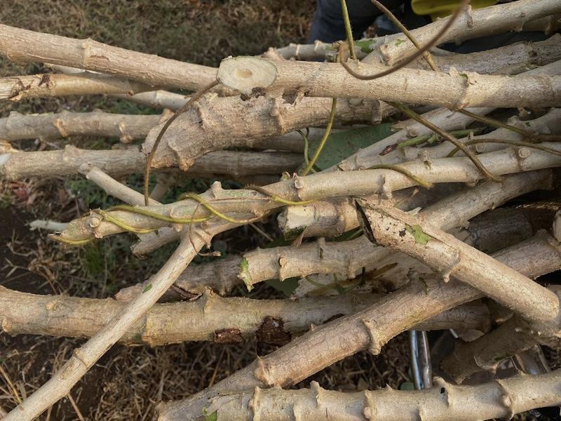 Des semences de manioc au Cameroun