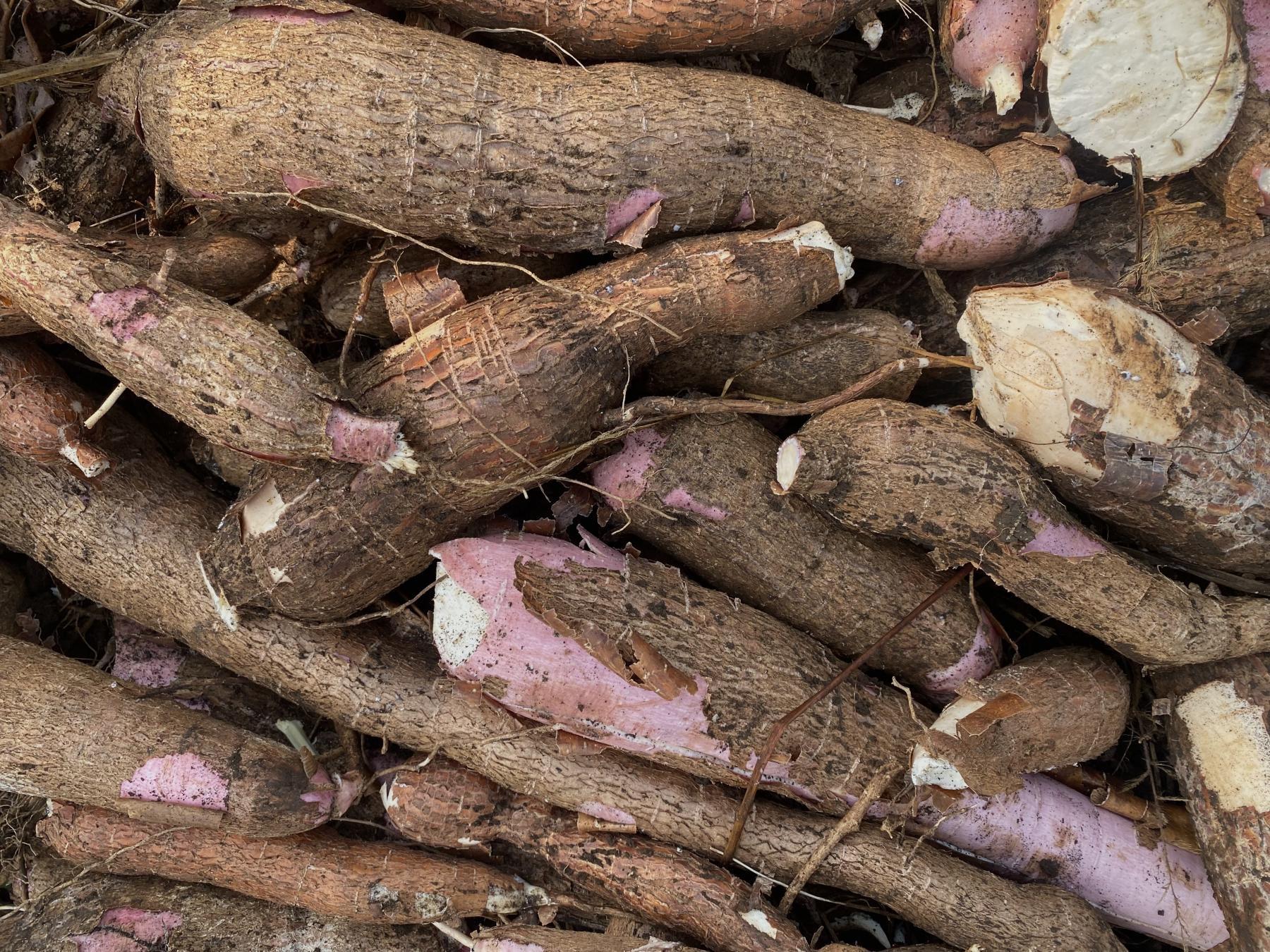 Du manioc r&eacute;colt&eacute; au Cameroun