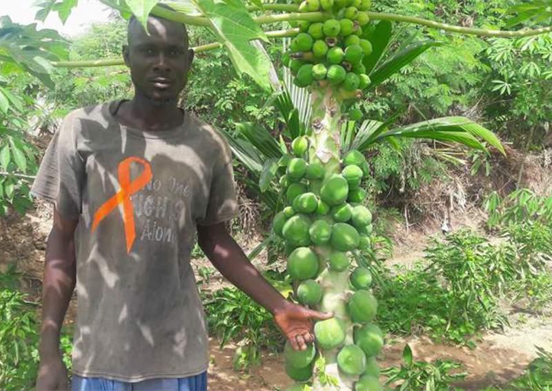 Papaye solo, un fruit rentable : «Cette activité peut te faire réaliser un projet en un laps de temps»