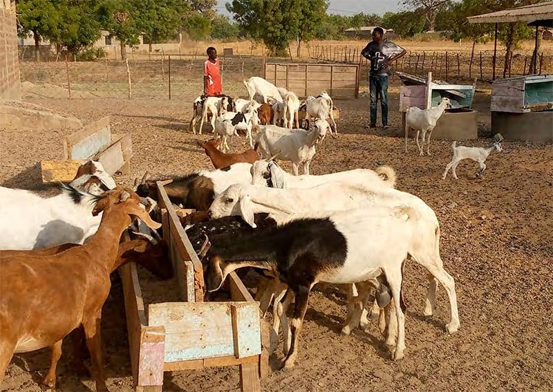 Au Nord du Cameroun, les fermiers expérimentent l’élevage des chèvres laitières