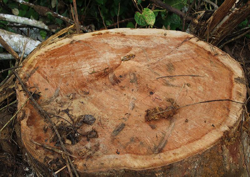 A l’Est du Cameroun, les forêts toujours exploitées illégalement