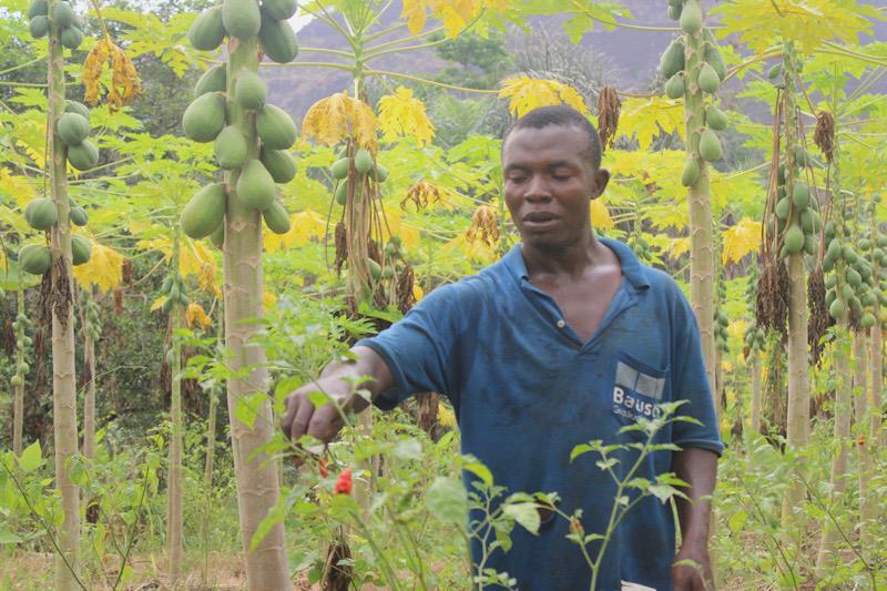 Cameroun: à Njombé, la papaye solo à la rescousse