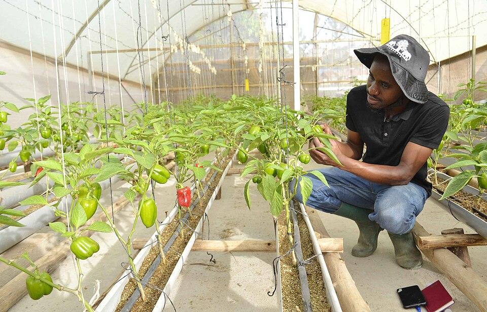 Réussir sa culture de poivron