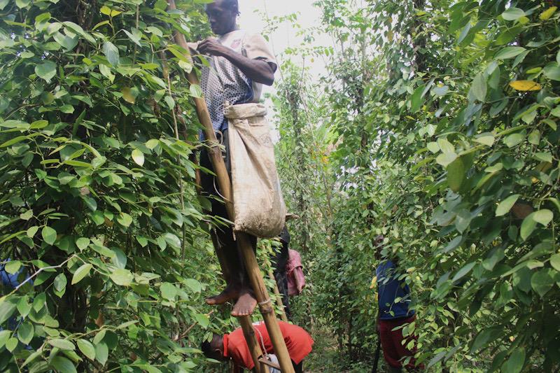 Au Cameroun rural, la main-d’oeuvre agricole se raréfie
