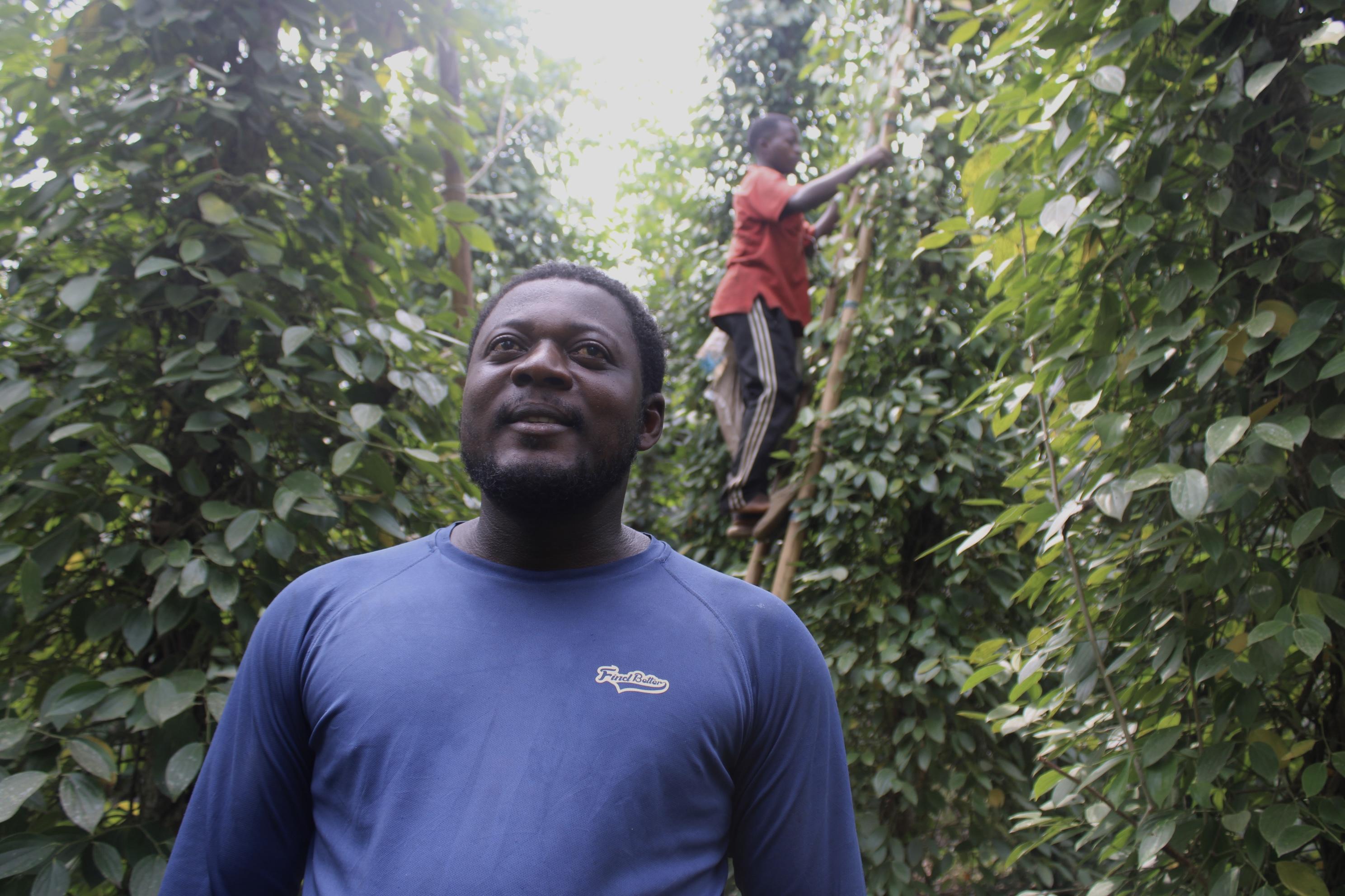 Cameroun : à Njombé-Penja, une passion économique pour le poivre blanc