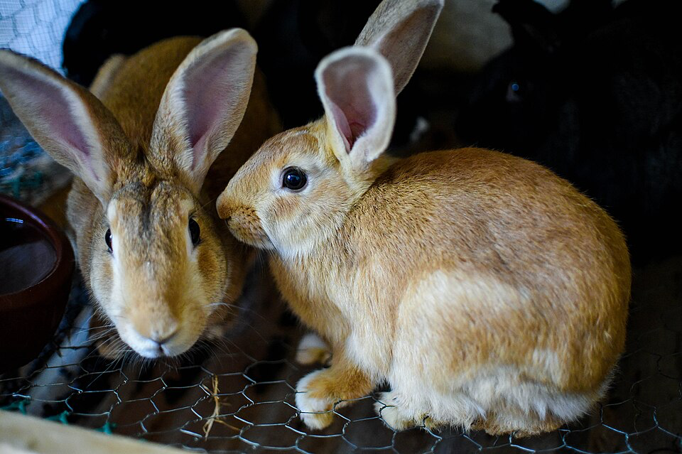 Au Cameroun, « je suis épanoui avec mes lapins »