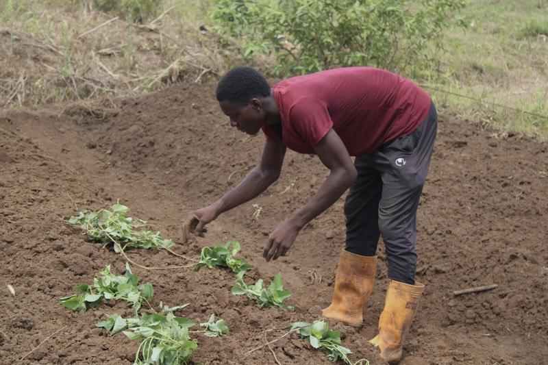 Cameroun: dans le Sud-ouest anglophone, rêve de grandeur agricole