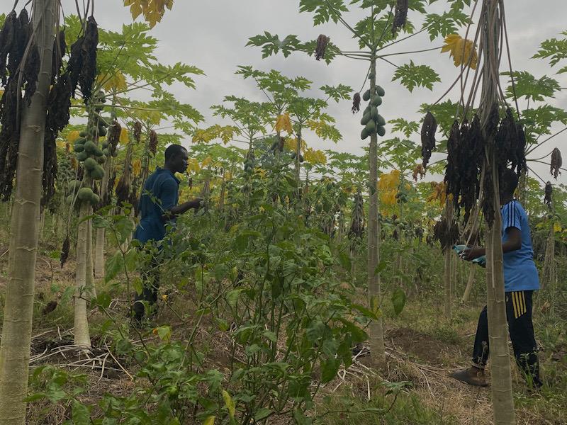 « Voix agricoles » : notre série consacrée aux agriculteurs camerounais