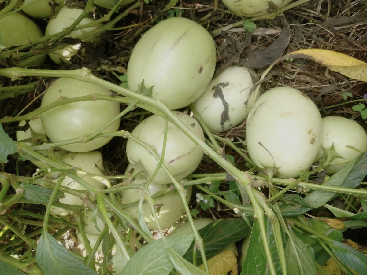 À l’Ouest du Cameroun, une passion pour les pommes de Chine