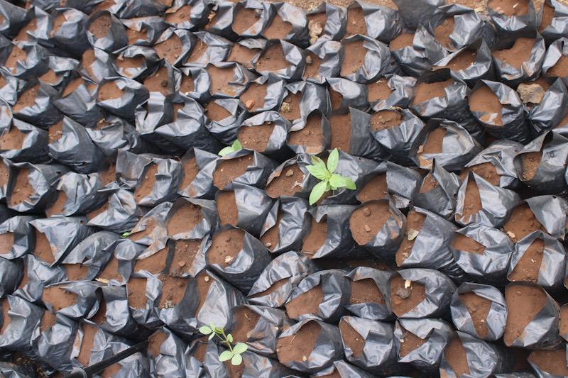 Au Cameroun, « il faut planifier l’exploitation, mais aussi le revenu avec le temps » en agriculture