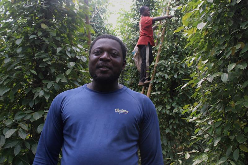 Cameroun : à Njombé-Penja, une passion économique pour le poivre blanc