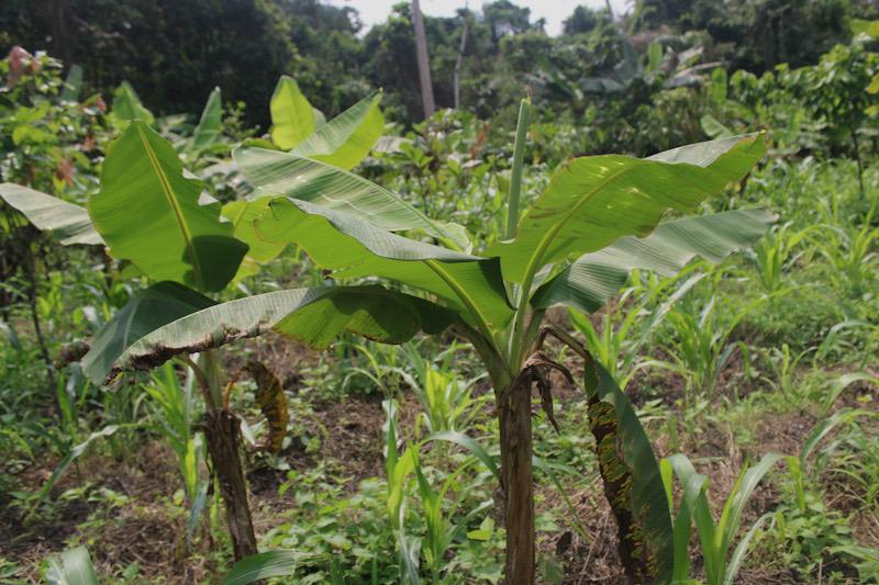 Au Cameroun, «  nous n’avons pas de banques qui financent l’agriculture »