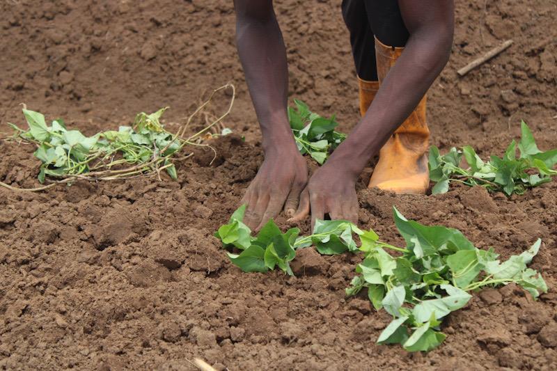 Les petits pas de l’assurance agricole en Afrique centrale