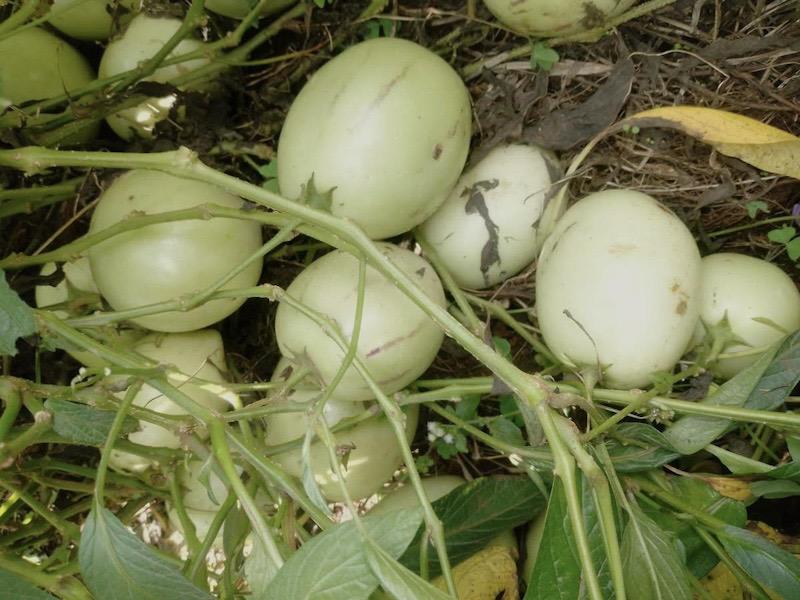 À l’Ouest du Cameroun, une passion pour les pommes de Chine