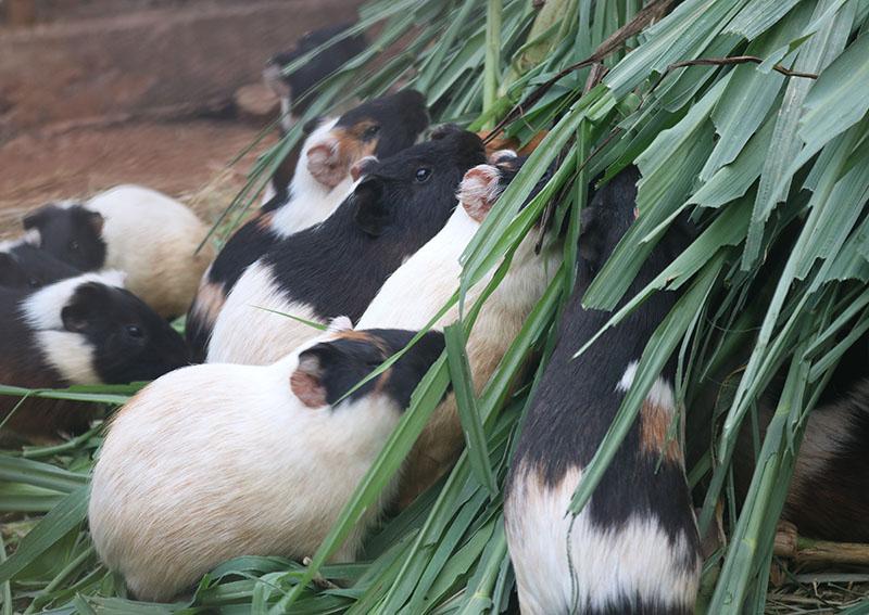 Au Cameroun, « je suis épanoui avec mes lapins »