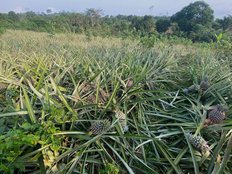 Comment réussir la culture d’ananas ?