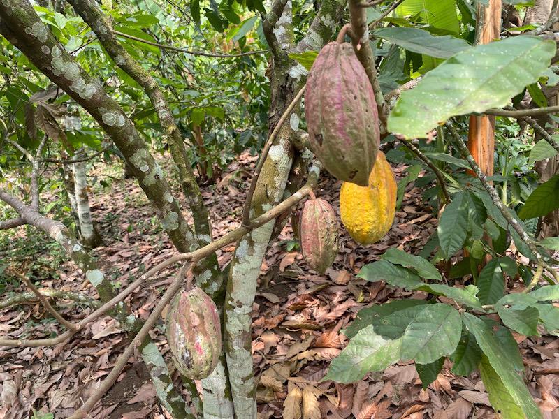 In Cameroon, young cocoa farmers face climate change and resource availability