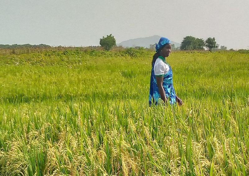 Au Nord du Cameroun, les producteurs de riz se réunissent pour se protéger