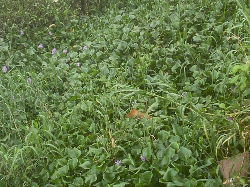 Lutte contre la jacinthe d’eau au Cameroun : « on n’a pas encore réellement trouvé la bonne méthode pour que ça ne revienne plus du tout »