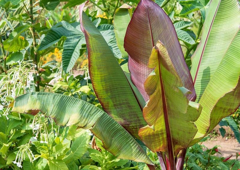 Bananier - plantain : comment prévenir ou lutter contre le charançon noir