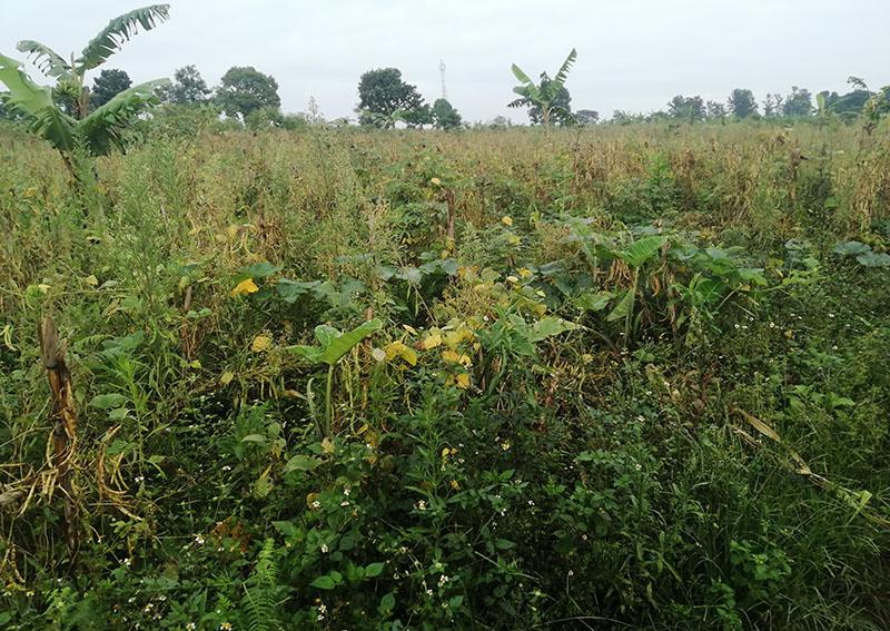 A l’Ouest du Cameroun, les dérèglements climatiques affectent les producteurs de haricot