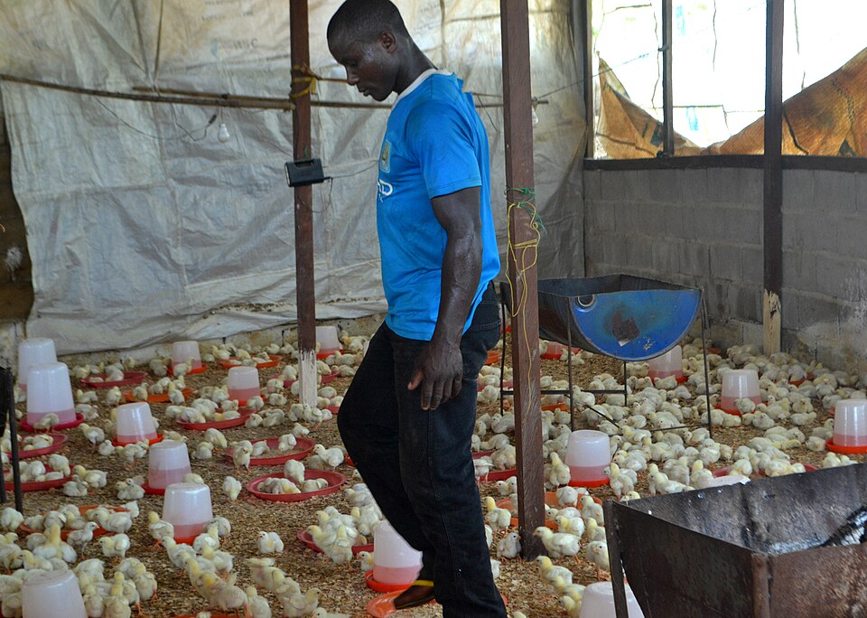 Réussir l’élevage des poulets de chair: recevoir et chauffer les poussins (2)