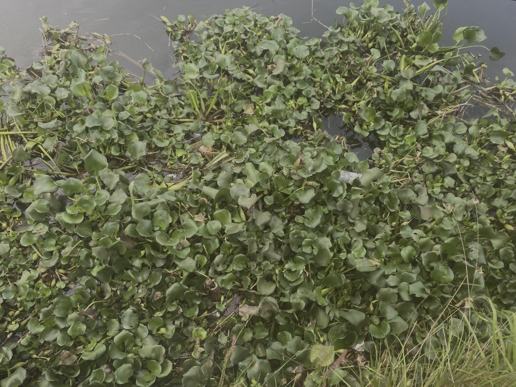 Napoleon Chi Forpah : la jacinthe d’eau « va disparaître quand la pollution va disparaître » au Cameroun