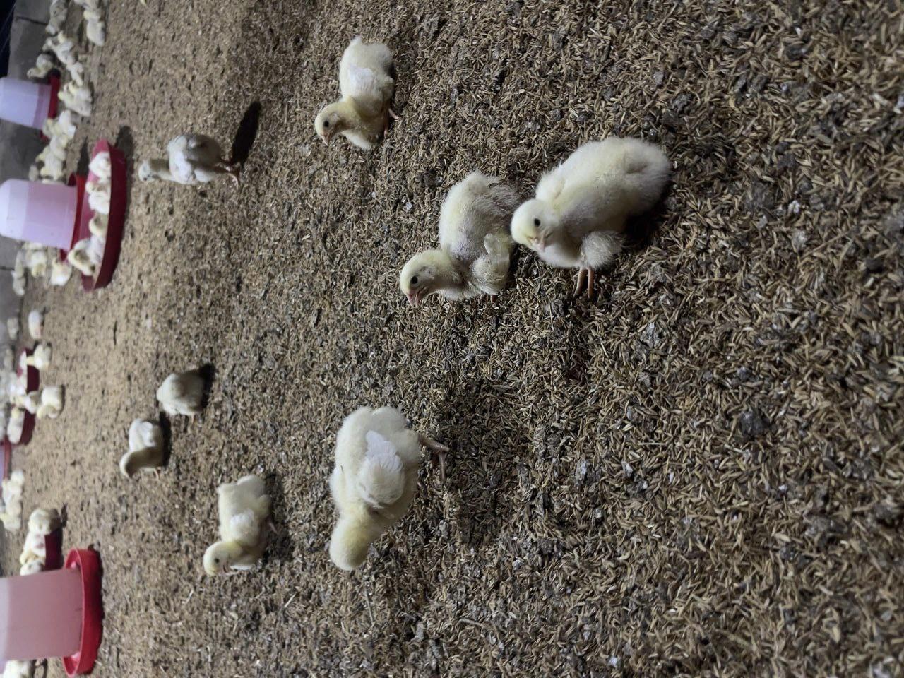 Réussir l’élevage des poulets de chair: l'espace entre les poussins (3)