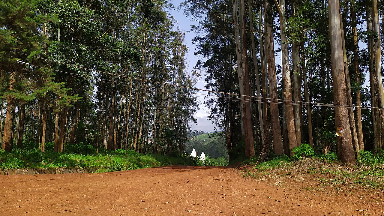 The loss of sacred forest in Cameroon