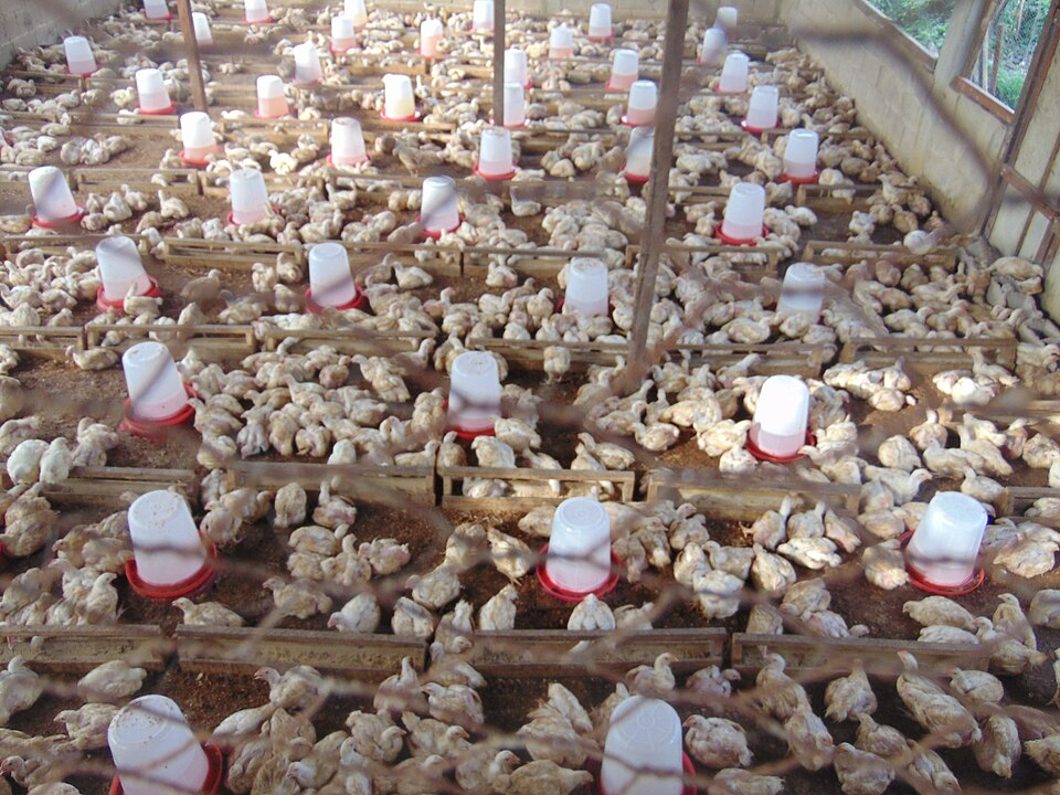 Réussir l’élevage des poulets de chair: préparation de la poussinière (1)