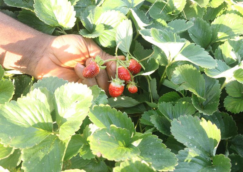 A l’Ouest du Cameroun, des jeunes engagés dans la production des fraises
