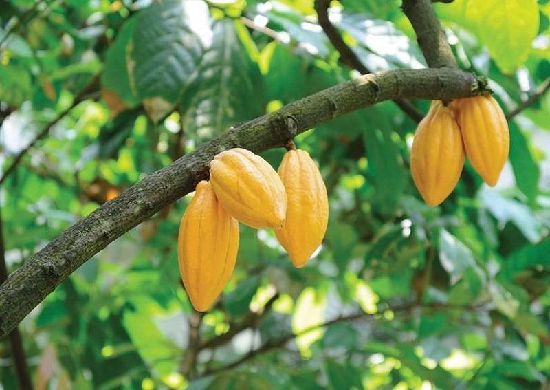 Cameroun : le prix du kilogramme de cacao en hausse