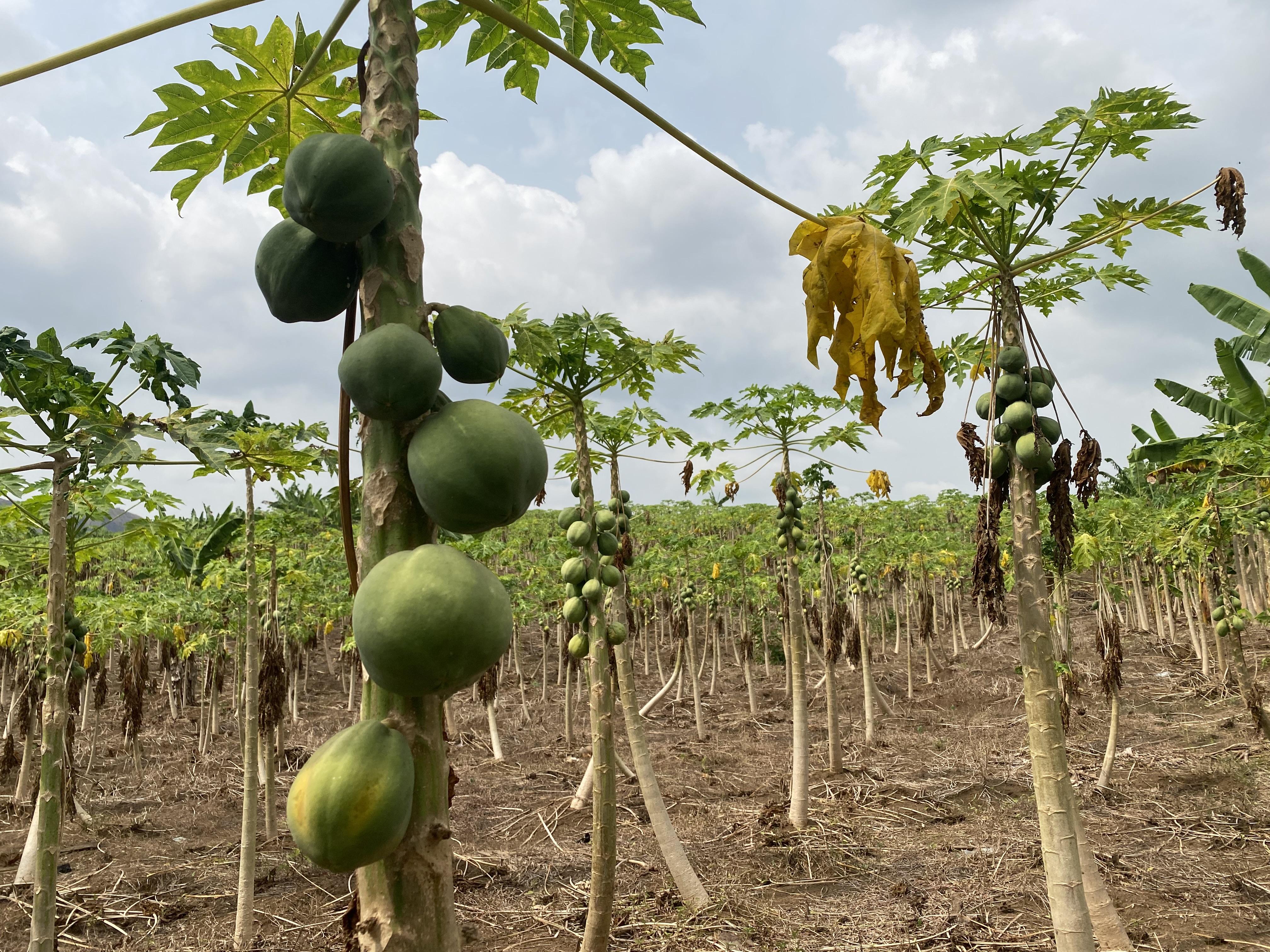 Papaye solo, un fruit rentable : «Cette activité peut te faire réaliser un projet en un laps de temps»