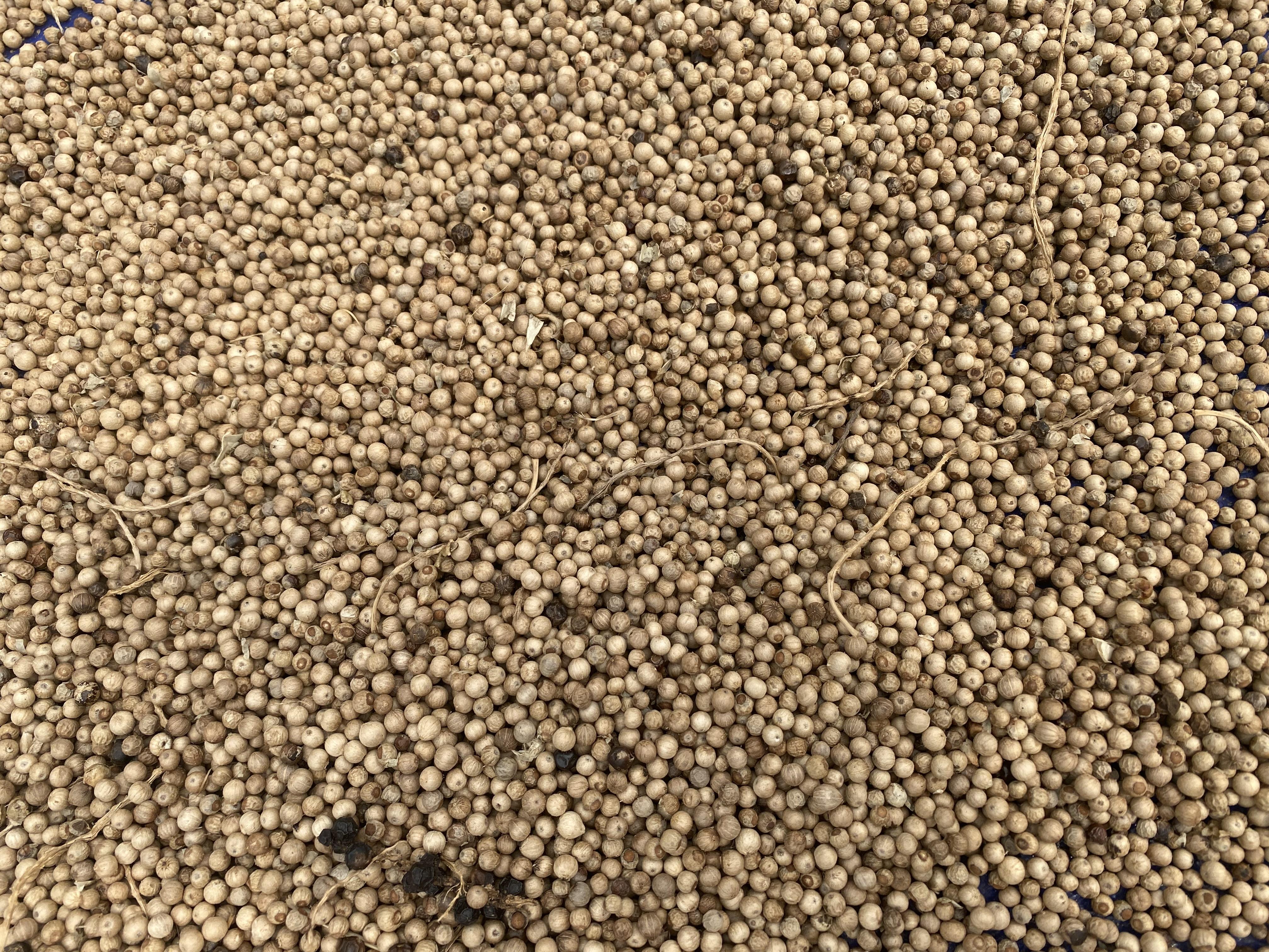 Cameroun : « Le poivre blanc de Penja est le meilleur dans le monde entier »