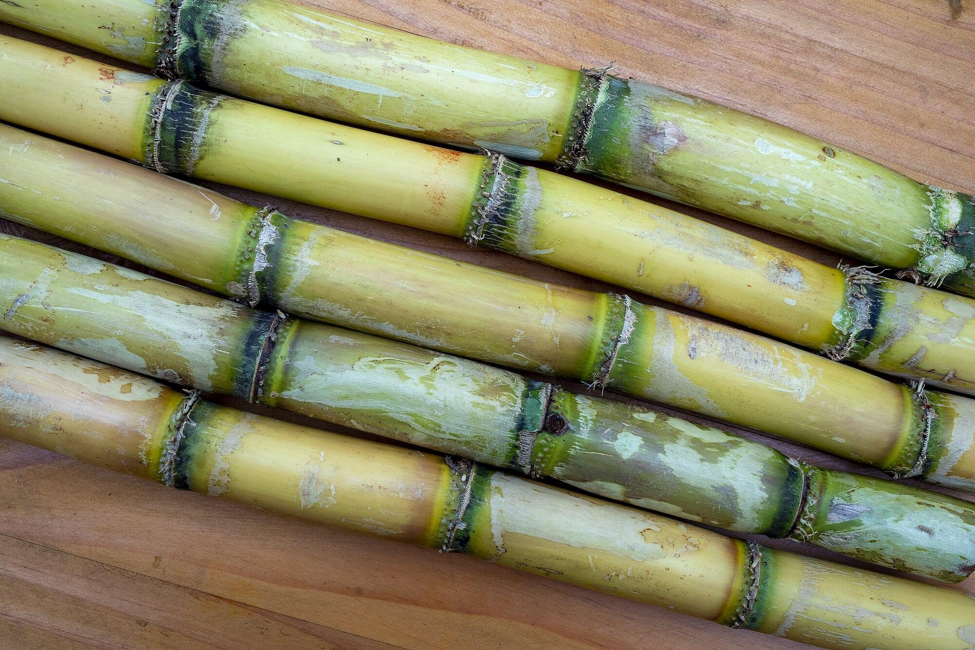 La production de la canne à sucre piétine à l’Est du Cameroun