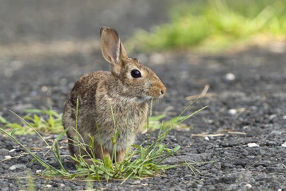 Au Cameroun, « je suis épanoui avec mes lapins »