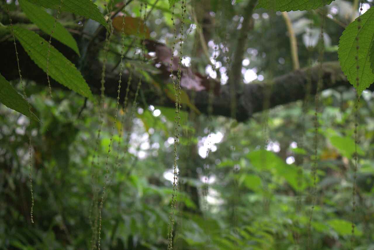 A l’Ouest du Cameroun, Michèle Josée Bakam, l’amazone qui protège les forêts sacrées