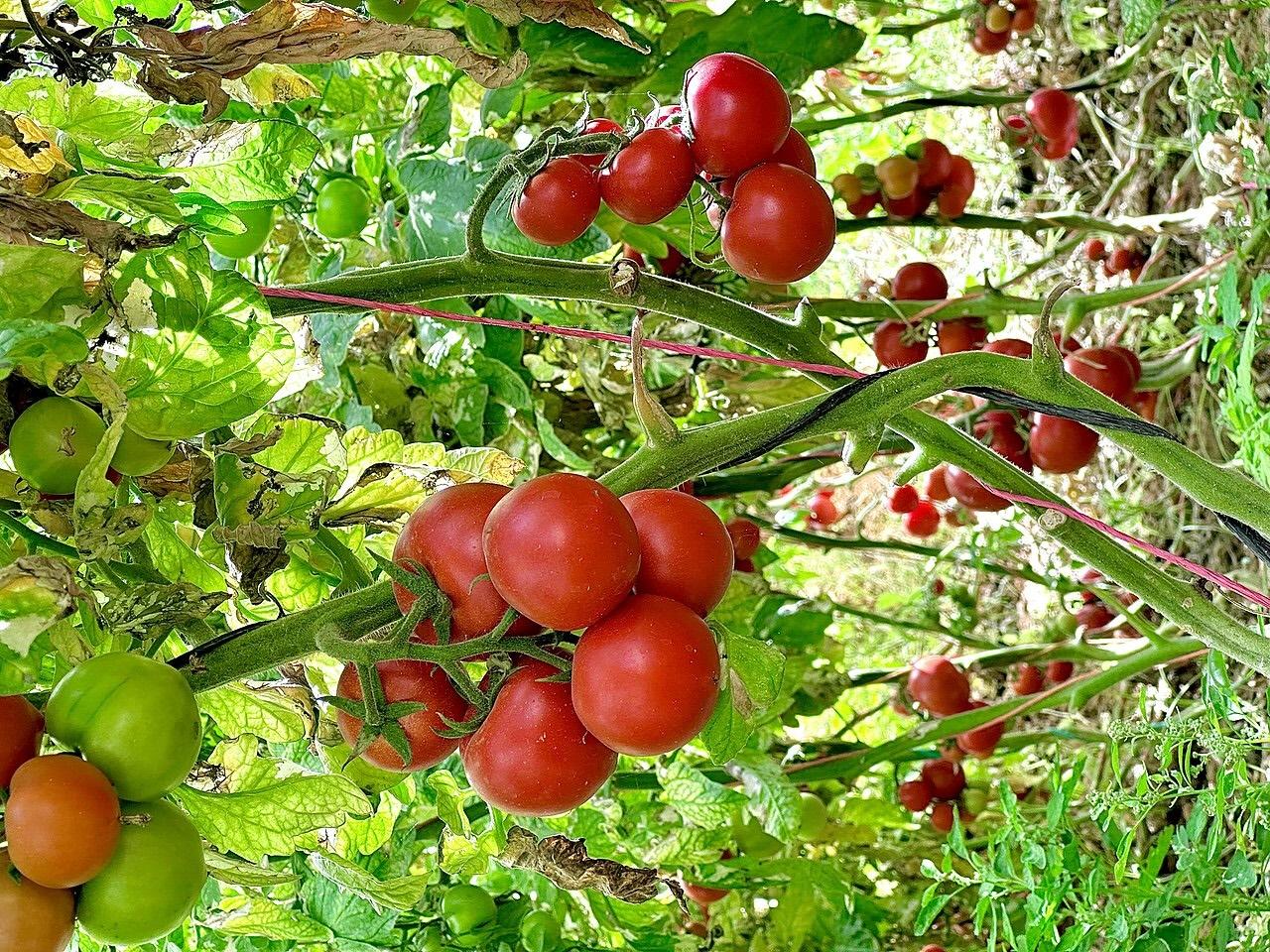 Cameroun : «mon voyage en Egypte m’a permis de me frotter aux agriculteurs du Nil»