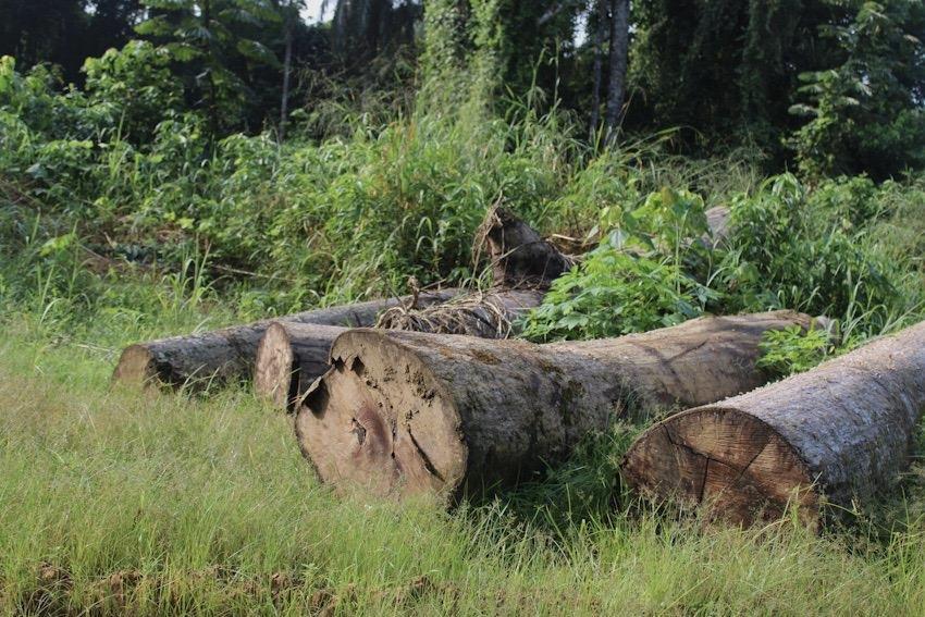Au Cameroun, la société civile dénonce « le pillage du bois en cours » dans une réserve de faune
