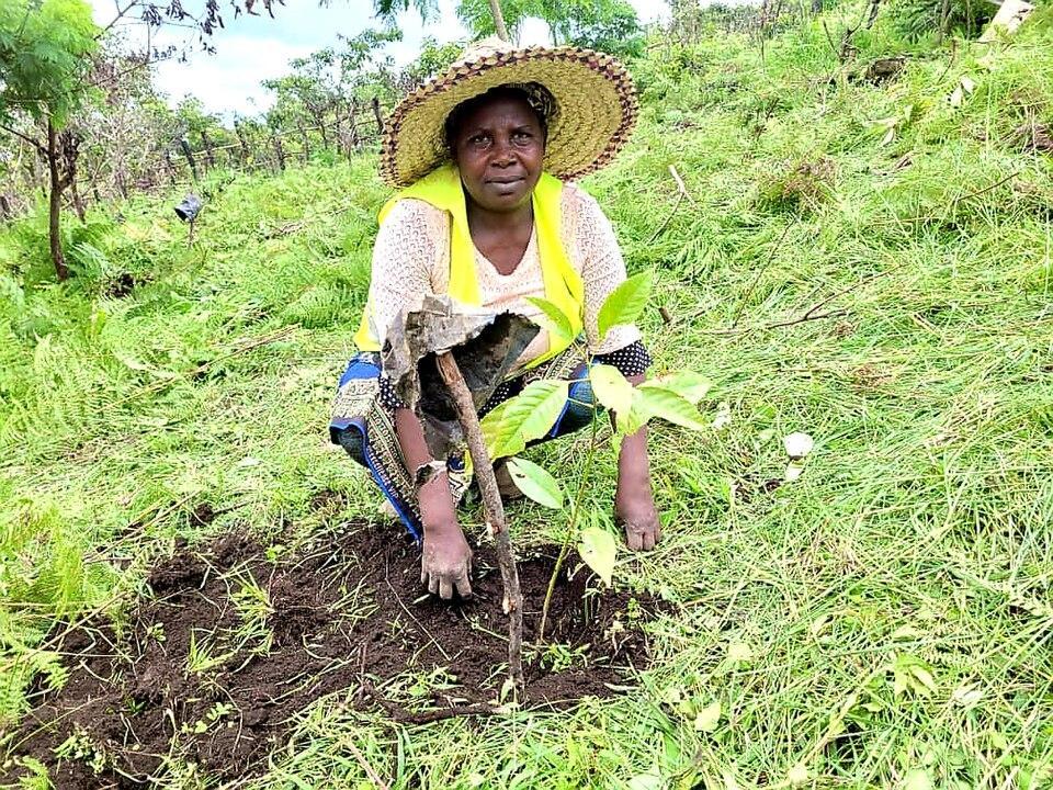 In Cameroon, social differences of rural farmers influence their vulnerability and adaptive capacity to climate change