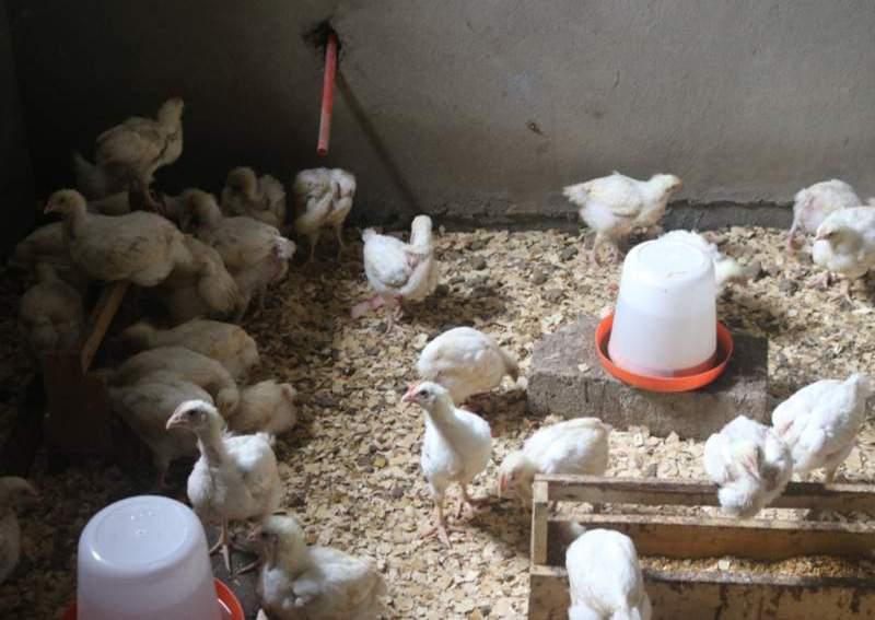 Réussir l’élevage des poulets de chair: l'espace entre les poussins (3)