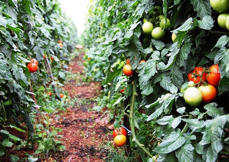 Après sa licence, il rentre au village s’investir dans la culture de tomates