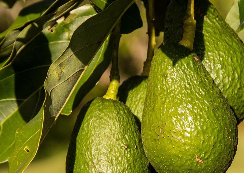 L’infatigable marchand-grossiste de fruits