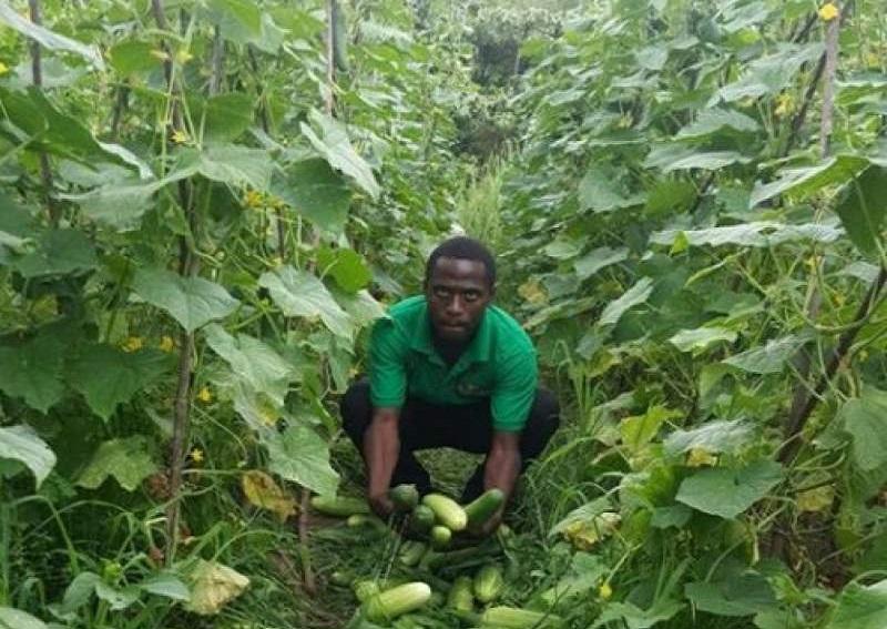 Hervé Bondonga, le « patron » du maraichage