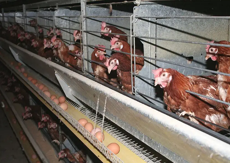 Réussir l’élevage des poulets de chair: préparation de la poussinière(1)